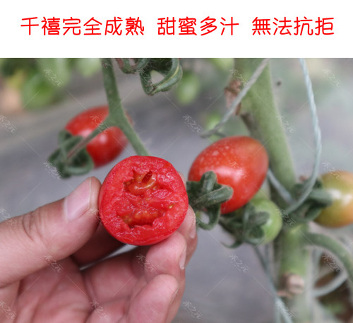 千禧圣女果苗西红柿种子苗樱桃番茄种籽盆栽四季春季农家蔬菜种孑 - 图2