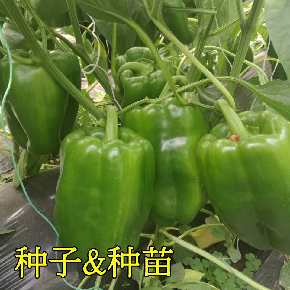 青椒种子红椒黄高产甜椒种籽四季辣椒五彩春季南方禾之元蔬菜种孑,淘宝优惠券,粉丝福利购,淘宝优惠卷