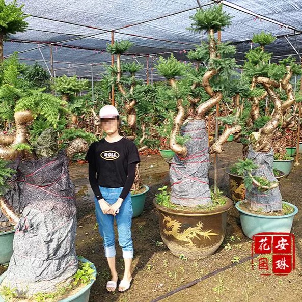 新款澳洲杉盆景四季常青耐旱绿植桌面办公室内外吸甲醛造型不老松-图2