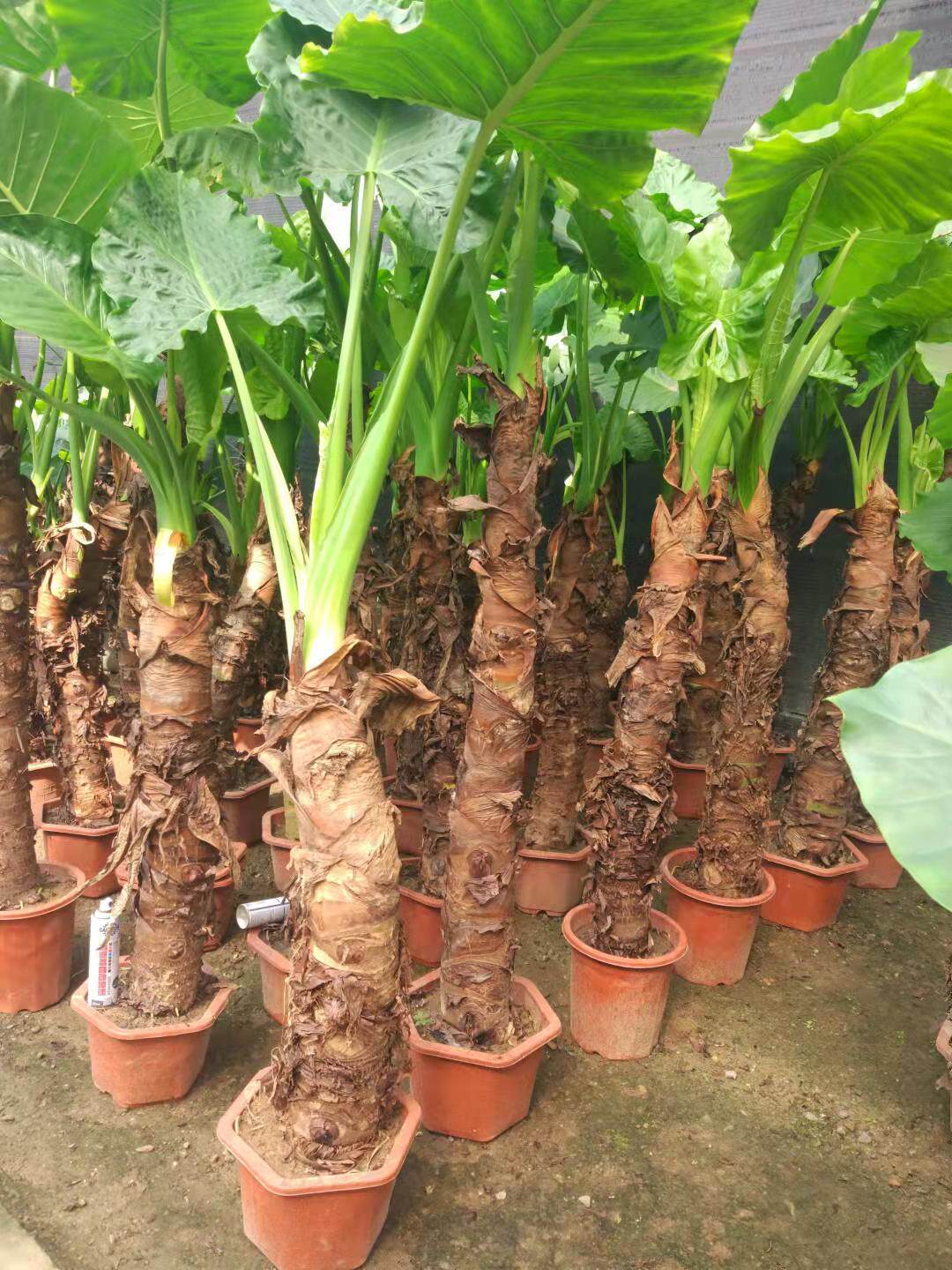 滴水观音霸王芋又名巨型海芋 客厅卧室书房办公室 吸甲醛净化空气