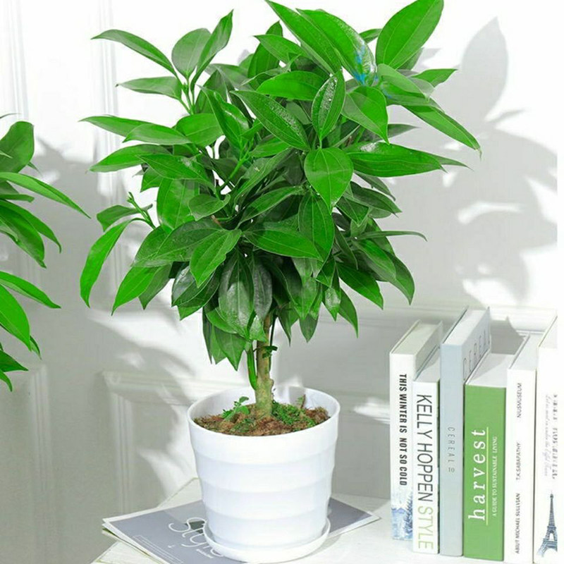 平安树盆栽大型绿植客厅室内办公室盆景吸甲醛植物四季常青树苗