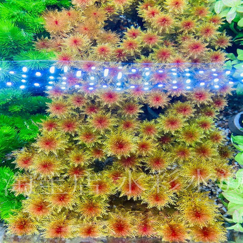 红千层红羽毛中后景水草活体无需二氧化碳新手鱼缸造景草缸水下叶 - 图3