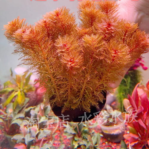 红千层红羽毛中后景水草活体无需二氧化碳新手鱼缸造景草缸水下叶 - 图1