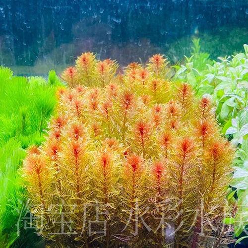 红千层红羽毛中后景水草活体无需二氧化碳新手鱼缸造景草缸水下叶 - 图2