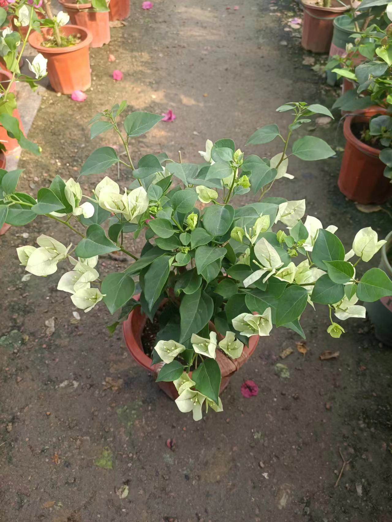 三角梅一物一拍直播间用链接1,淘宝优惠券,粉丝福利购,淘宝优惠卷