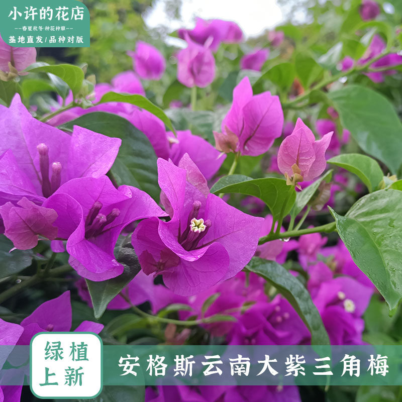 三角梅一物一拍直播间用链接1,淘宝优惠券,粉丝福利购,淘宝优惠卷