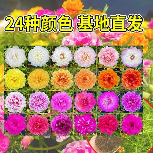 【带根带土】重瓣太阳花苗宿根混色多色植物绿植室内外花卉 - 图0