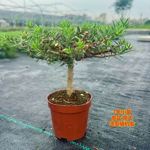 【带盆老桩】重瓣太阳花老桩牡丹玫红王四季花苗多年生宿根大花 - 图1