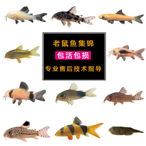 清道夫老鼠鱼黄金胡子白鼠花椒咖啡熊猫珍珠鼠底栖除藻清洁工具鱼 - 图1