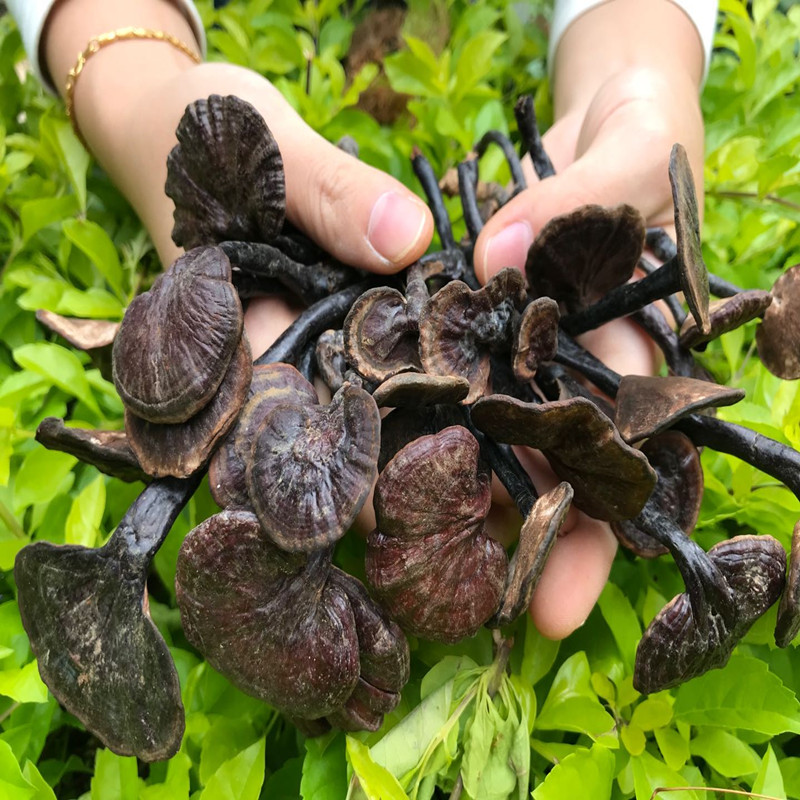 灵芝云南整枝竹灵芝深山采摘天然整枝带柄竹灵芝正品特级250g包邮-图0