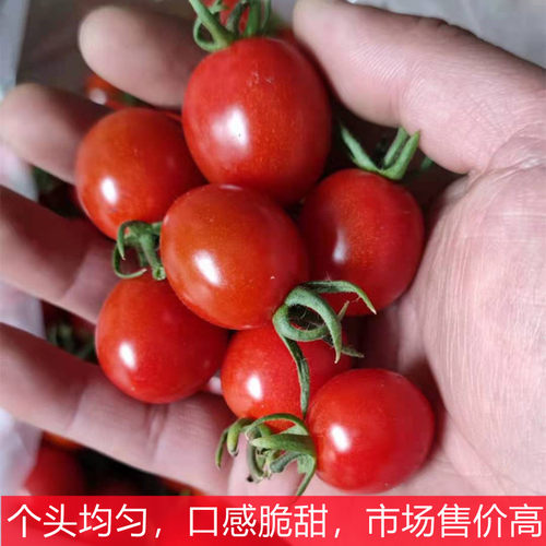 釜山88红色樱桃番茄种子特色玲珑果抗病高产口感小番茄种子圣女果 - 图1