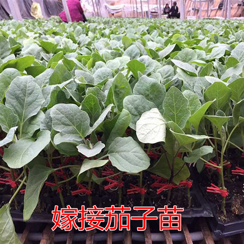 西红柿苗 嫁接黄瓜苗茄子苗  辣椒苗 苦瓜苗 各种蔬菜苗高产品种 - 图2