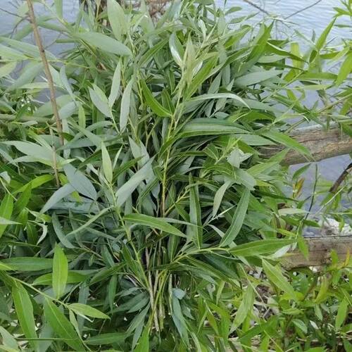 新鲜杨柳树枝柳树枝条柳树芽柳树条树叶乔迁搬新家插门插花盆饰品 - 图1