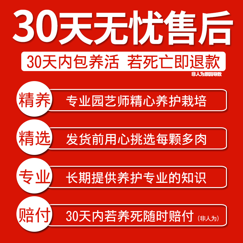 云南多肉植物植物组合花卉盆栽室内套餐玉露绿植稀有品种大颗好养-图2