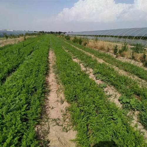 26年新货全年供货山西新鲜蔬菜黄胡萝卜黄萝手抓饭3斤5斤9斤100斤 - 图3