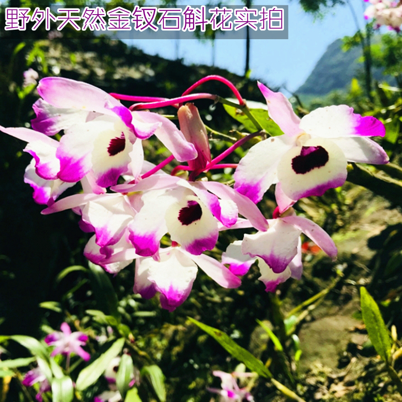 2024年新花 贵州赤水金钗石斛干花 石斛茶饮干品石斛花茶 买4送1