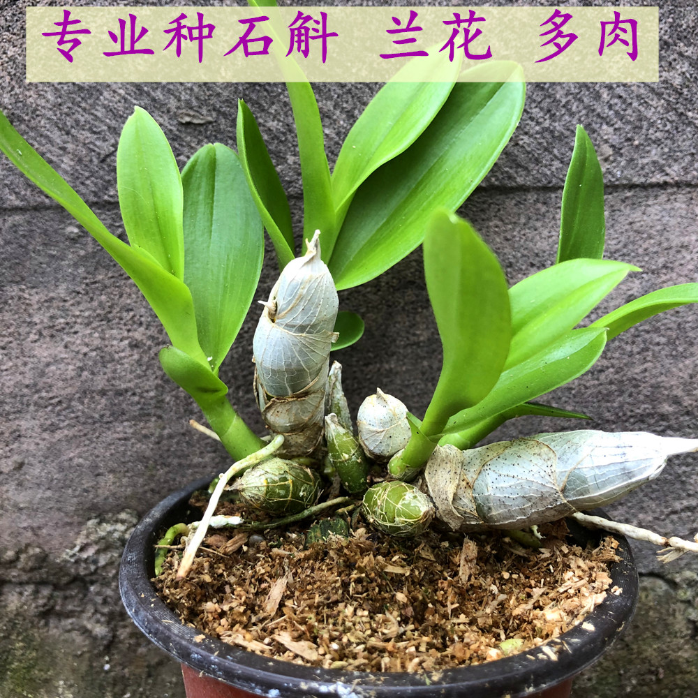 石斛兰花有机盆栽植料 专业配方保湿透气根壮苗肥 锯末花卉营养土