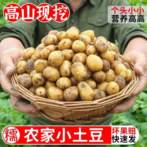 新鲜迷你土豆农家自种当季蔬菜5斤恩施老品种土豆粉面洋芋马铃薯 - 图1