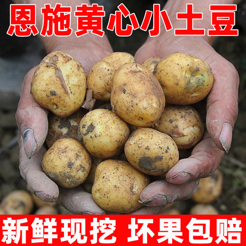 新鲜迷你土豆农家自种当季蔬菜5斤恩施老品种土豆粉面洋芋马铃薯 - 图3