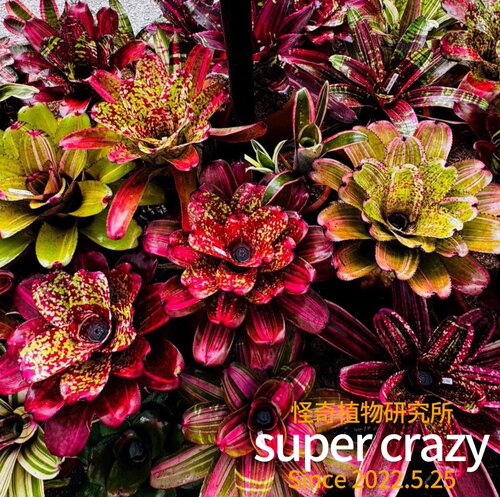 积水凤梨 bromelioideae 雨林缸雨林植物景观造景 - 图3