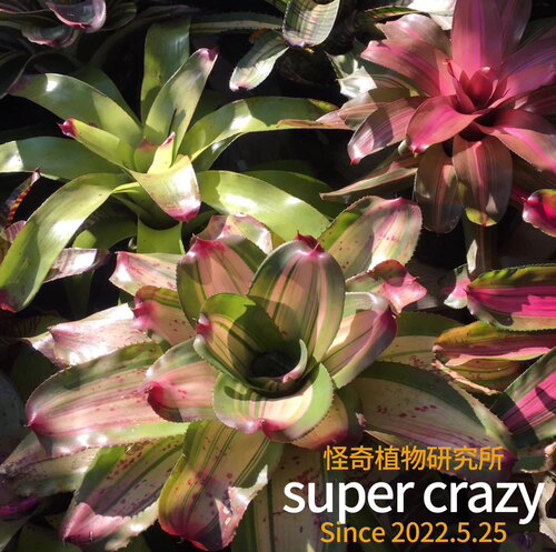 积水凤梨 bromelioideae 雨林缸雨林植物景观造景 - 图1