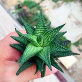 БЕСПЛАТНАЯ ДОСТАВКА JADE FAN FAN CUCULAULAT