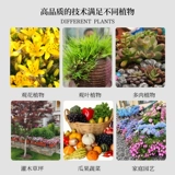 Фертилизация для дождевого навоза Пищевая почва пищевая почва чисто коровье овощи, овощи, овощи, суккулентные овечьи овцы Органические удобрения