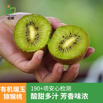 Xuko Organic Kiwi Fruits Fresh Now Off Shaanxi Zhengzong Ruiyu Green Heart Exotic Fruits Pregnant Women Fruits 24 Shunfeng