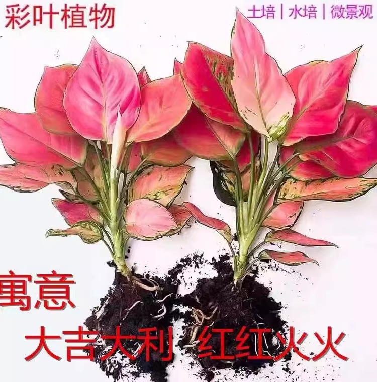 如意皇后吉利红盆栽发财树白掌红掌文竹吸甲醛小绿植懒人水培植物 - 图3