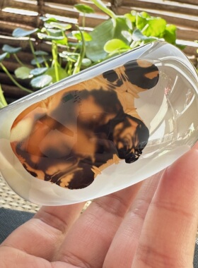 花语玉髓 天然巴西老料水墨象形小狗依偎在一起玛瑙手镯加宽加厚