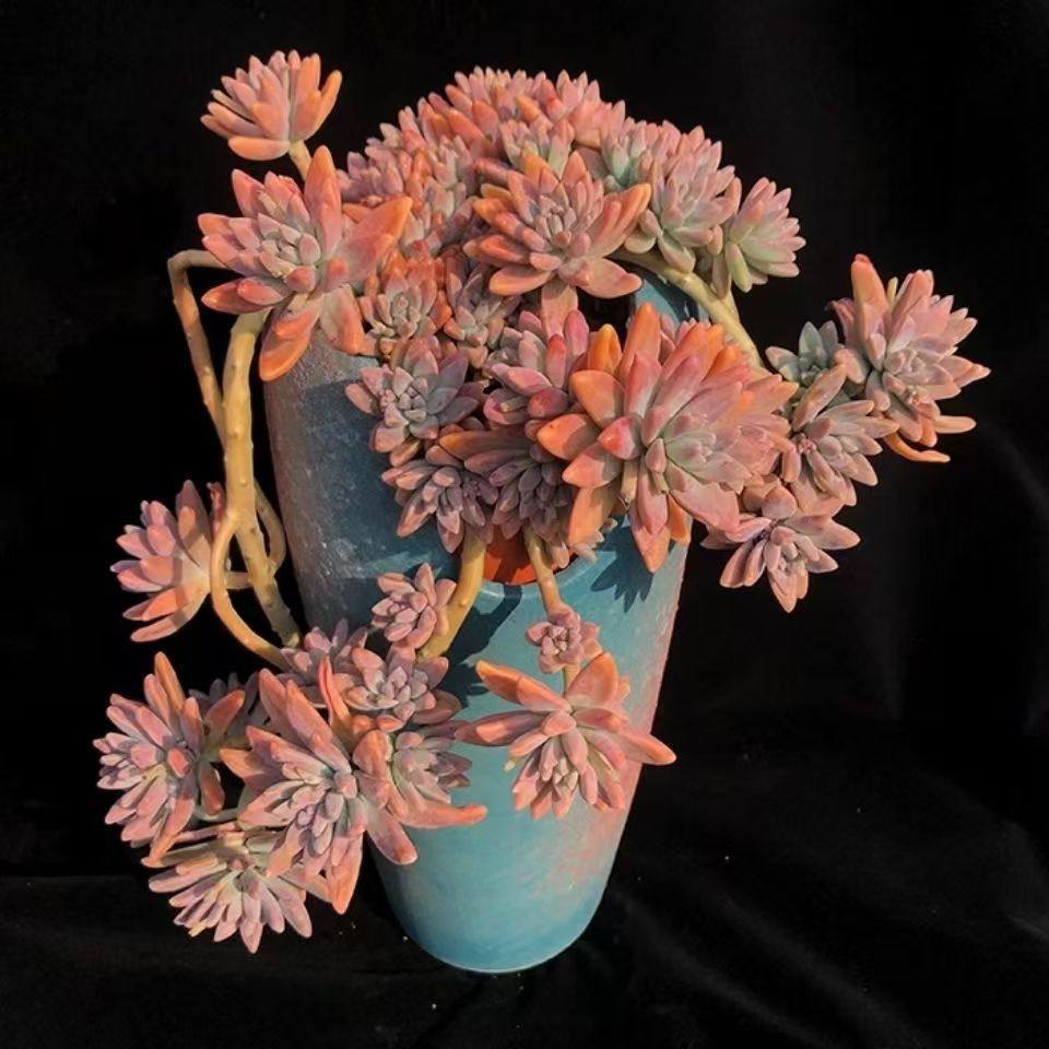 多肉植物整桩秋丽新手室内阳台好养老桩盆栽肉肉组合基地批发,淘宝优惠券,粉丝福利购,淘宝优惠卷