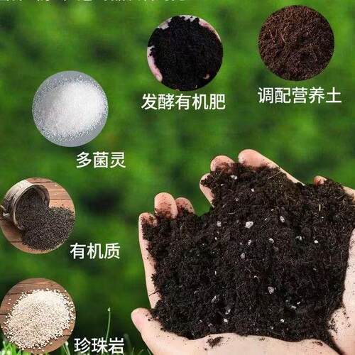 黄金软麦饭石颗粒多肉专用颗粒土泥炭种植土多肉绿植通用铺面石 - 图0