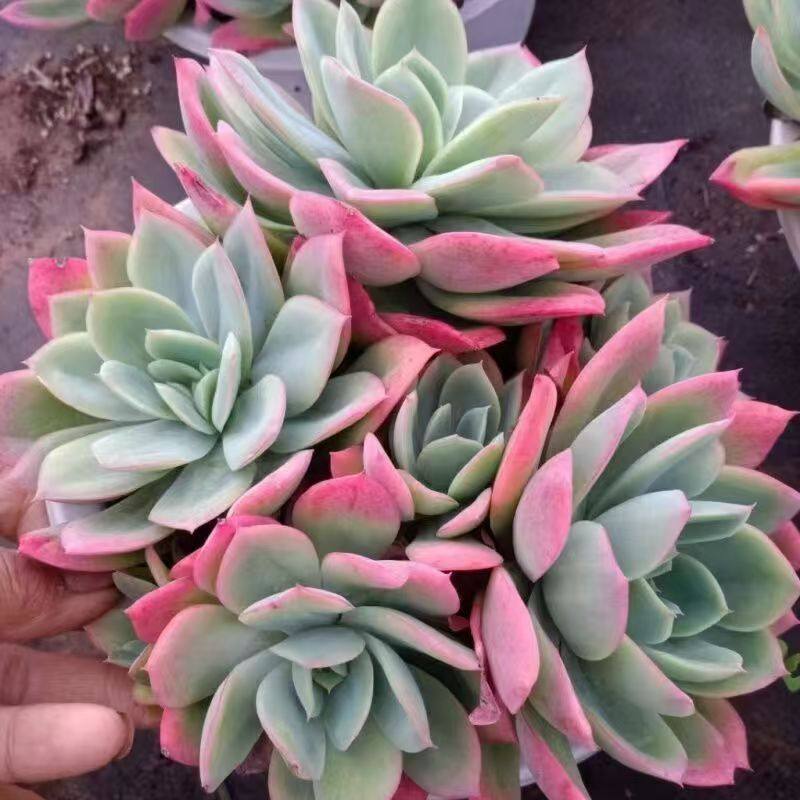 多肉植物老桩绮罗新手室内盆栽植物阳台肉肉组合桌面创意,淘宝优惠券,粉丝福利购,淘宝优惠卷