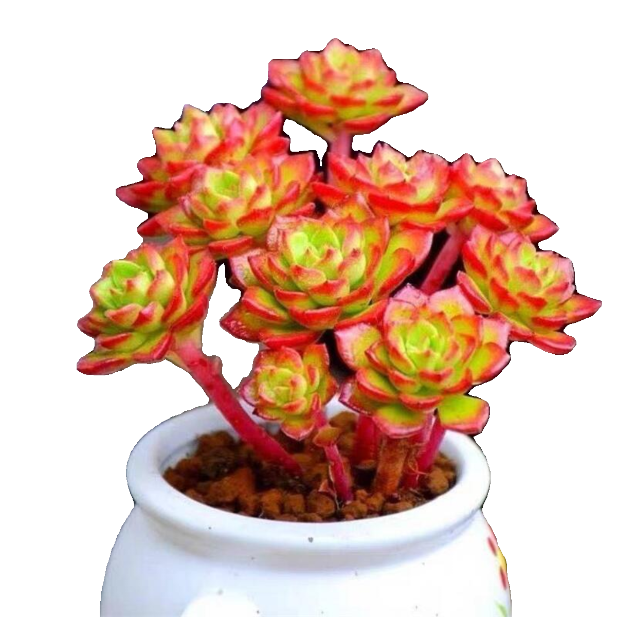 多肉植物超大火焰蒂亚老桩肉肉新手室内阳台盆栽绿植花卉,淘宝优惠券,粉丝福利购,淘宝优惠卷