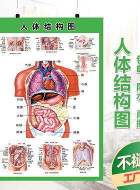 人体内脏解剖系统示意图医学宣传挂图人体器官消化系统结构图海报