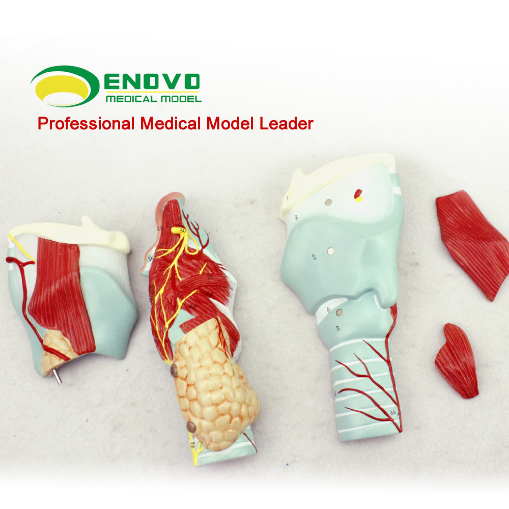 enovo颐诺医学人体喉模型喉肌喉软骨模型喉咙咽喉腔解剖喉腔喉头