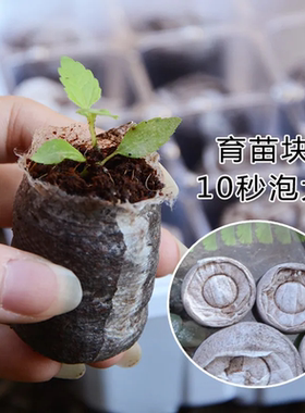 园艺育苗盆植物播种育苗盒叶插穴盘闷养盖12孔多肉叶插育苗盆