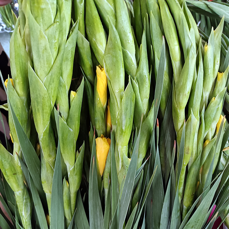 剑兰鲜花节节高云南昆明基地直供直发批百合玫瑰花康乃馨一扎10支-图3