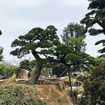 Black Pine Styling Tree Bonsai Ground View Garden Plant Courtyard Villa of the Four Seasons Changqing Welcome Pine-scape pine trees