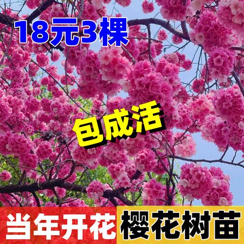樱花树苗庭院大树地栽室外南方北方种植门前旺宅树名贵风景树绿化 - 图0
