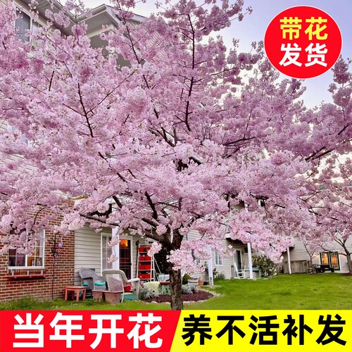 樱花树苗庭院大树地栽室外南方北方种植门前旺宅树名贵风景树绿化 - 图3