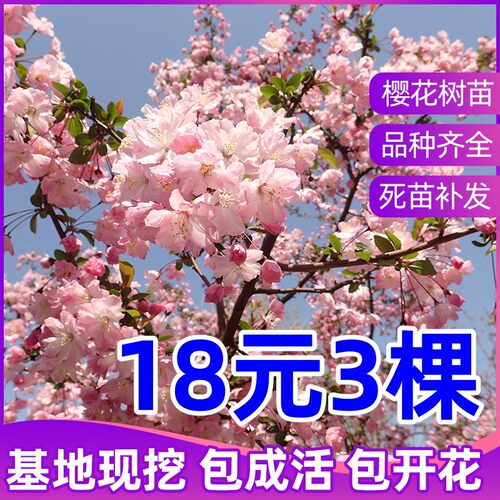 樱花树苗庭院大树地栽室外南方北方种植门前旺宅树名贵风景树绿化 - 图1