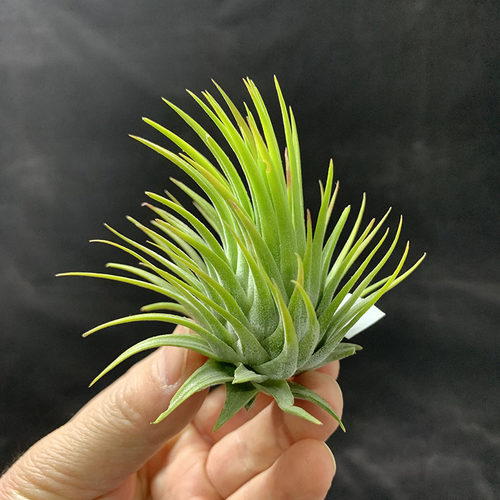 空气凤梨植物 玫瑰精灵一物一拍 实物如图 - 图3