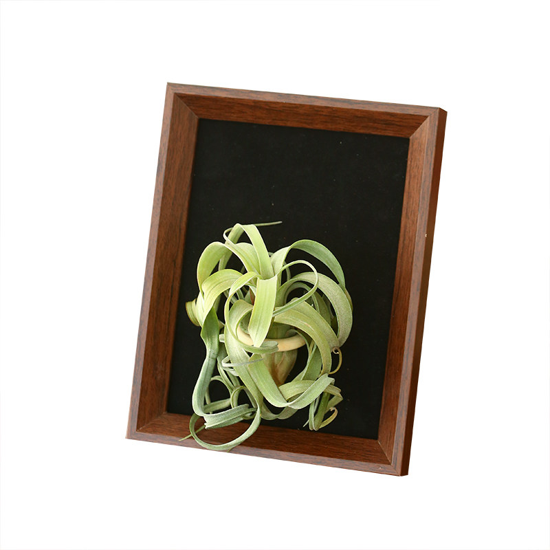 空气凤梨植物相框配饰套装桌面壁挂绿植盆栽花草,淘宝优惠券,粉丝福利购,淘宝优惠卷