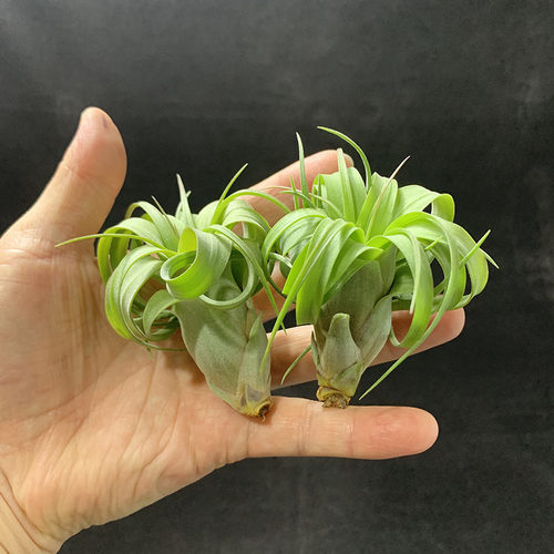 空气凤梨植物 艾瑞克侧芽  形态超美 绿植盆栽花草 - 图1