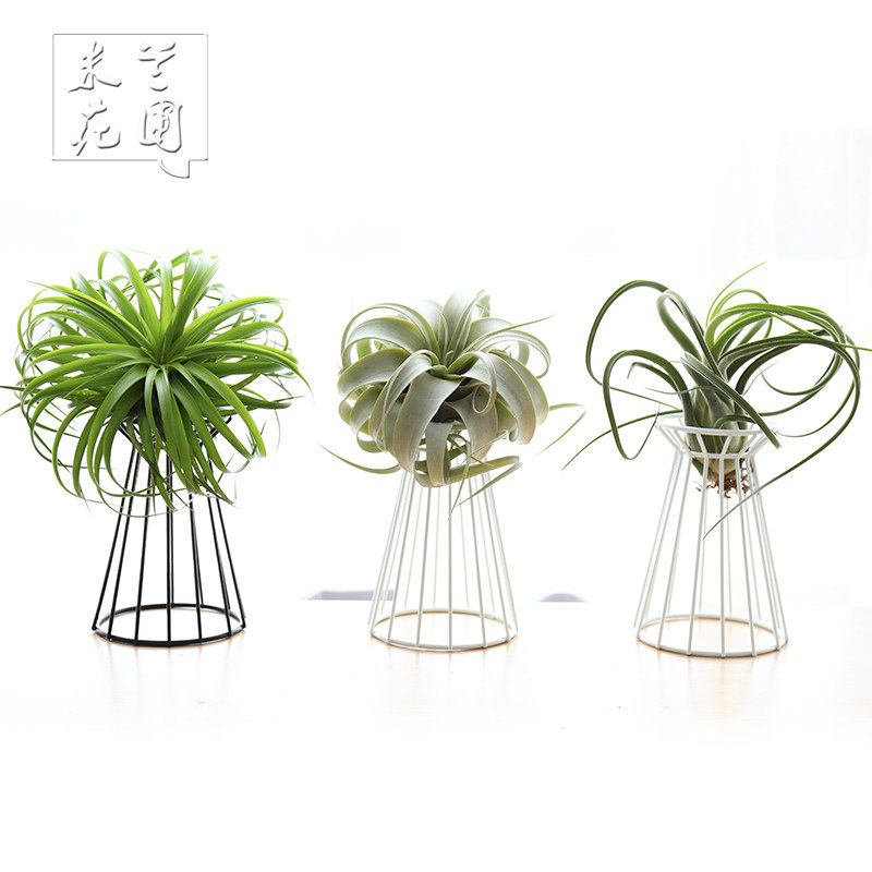 空气凤梨无土植物创意家居微景观塔架花架支架 配饰花盆双色可选,淘宝优惠券,粉丝福利购,淘宝优惠卷