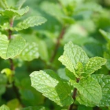 Mint Pure Dew 240 мл прохладная и прохладная льда и пожарная песня песни с конвергенцией и очисткой песни огня