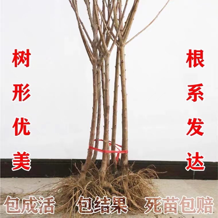 车厘子树苗樱桃树苖南方北方种植盆栽庭院果树矮化樱桃树大樱桃苗 - 图0