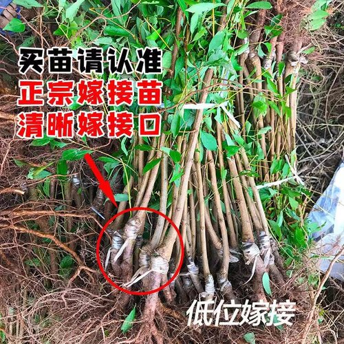 蜂糖李树苗早晚熟地栽五月脆嫁接巫山脆李果苗南北方种植当年结果 - 图2