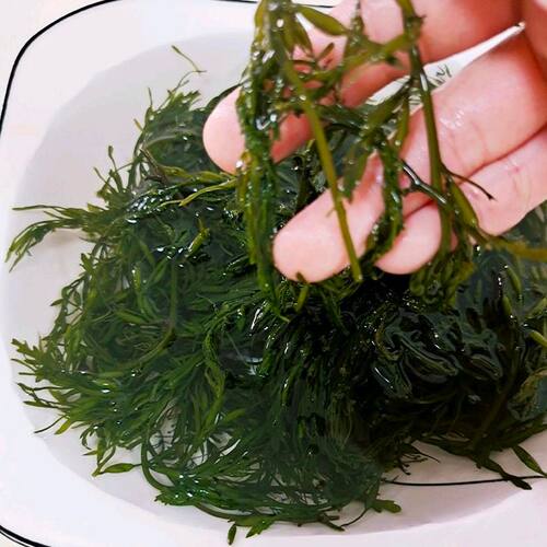 鞭炮笋新鲜马尾藻长寿菜羊栖菜海草火锅串串凉拌菜5包装每包250克 - 图2